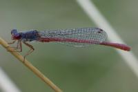 Ceriagrion tenellum
