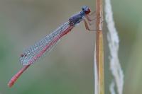 Ceriagrion tenellum