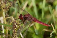 Crocothemis erythraea