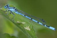 Enallagma cyathigerum