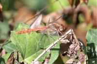 Sympetrum striolatum
