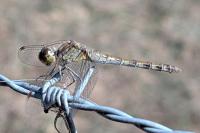 Sympetrum striolatum