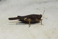 Tetrix subulata