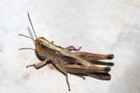 Pseudochorthippus parallelus