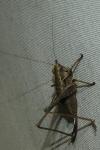 Pholidoptera griseoaptera