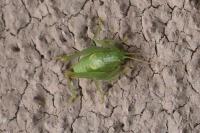 Cyrtaspis scutata