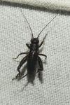 Nemobius sylvestris