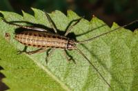 Uromenus rugosicollis