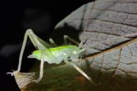Meconema meridionale