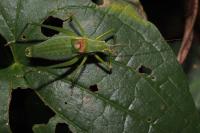 Isophya pyrenaea