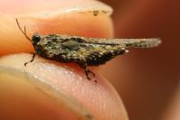 Paratettix meridionalis