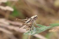 Tessellana tessellata