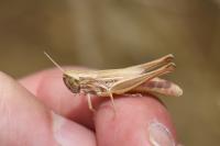 Euchorthippus declivus