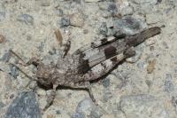 Oedipoda caerulescens