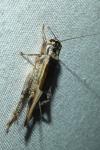 Eumodicogryllus bordigalensis