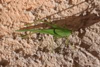 Phaneroptera nana