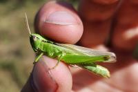 Mecostethus parapleurus