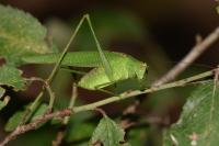 Phaneroptera nana