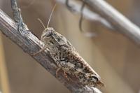 Calliptamus italicus