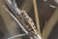 Calliptamus italicus