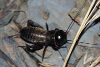 Gryllus campestris