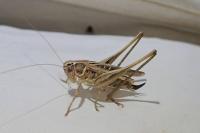 Tessellana tessellata
