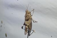 Oedipoda caerulescens
