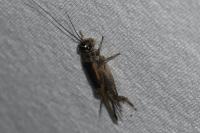 Eumodicogryllus bordigalensis