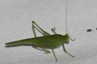 Phaneroptera nana