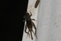 Eumodicogryllus bordigalensis