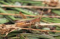 Chorthippus dorsatus