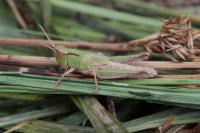 Chorthippus dorsatus