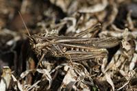 Chorthippus biguttulus/brunneus
