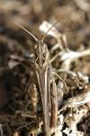 Chorthippus biguttulus/brunneus