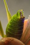 Phaneroptera nana