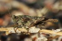 Tetrix ceperoi