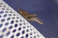 Tetrix ceperoi