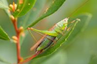 Conocephalus fuscus
