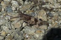 Oedipoda caerulescens