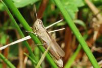 Mecostethus parapleurus