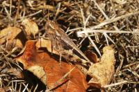 Aiolopus strepens