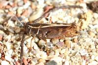 Calliptamus barbarus