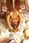 Calliptamus barbarus