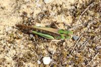 Locusta migratoria