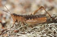 Gomphocerippus vagans