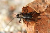 Nemobius sylvestris