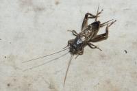 Eumodicogryllus bordigalensis