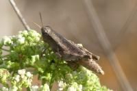 Pezotettix giornae