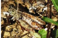 Calliptamus italicus