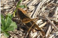 Platycleis albopunctata